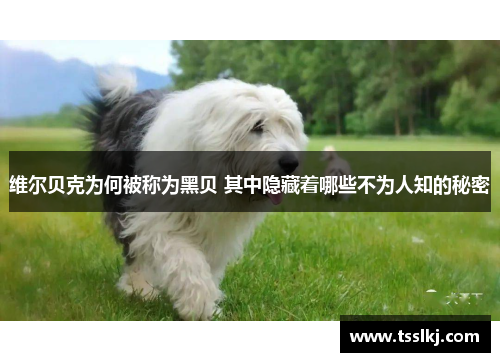 维尔贝克为何被称为黑贝 其中隐藏着哪些不为人知的秘密